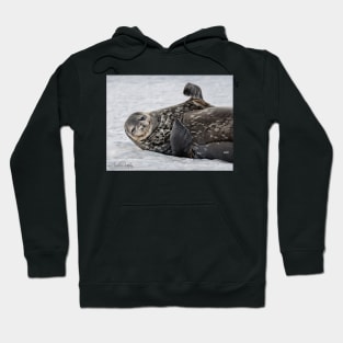 Seal Hoodie